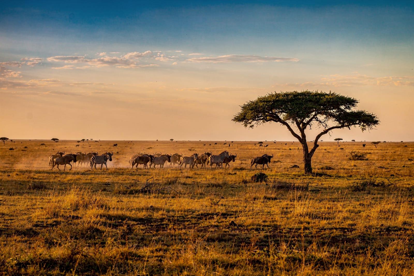 Tanzania travel scene
