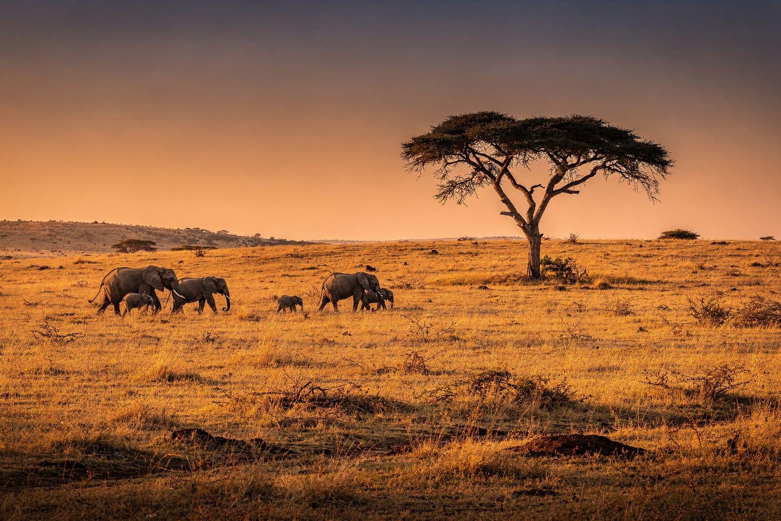 Kenya travel scene